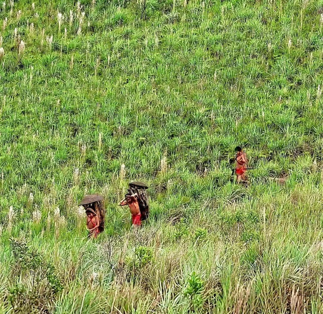 Personas caminando por una sabana de pastizales altos